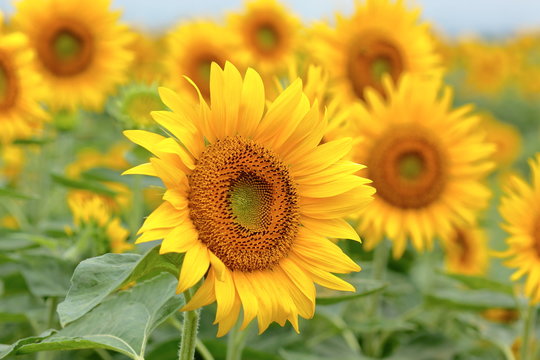 It has become the best time to see sunflowers. © Ultra Tama