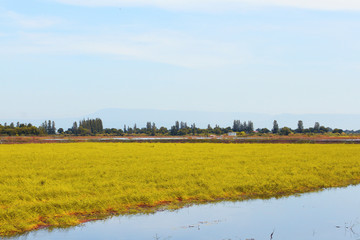 Fototapeta premium Beautiful Landscape of Fresh green rice fields and plantations near canal in Thailand