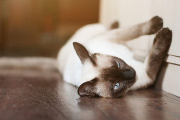 Siamese cat enjoy and relax on wooden floor with natural sunlight