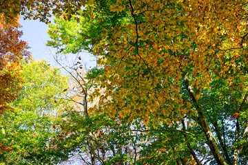 世界遺産白神山地の赤く紅葉したカエデ