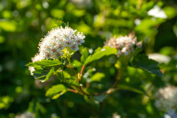 Blooming mountain ash in may in the city yards.