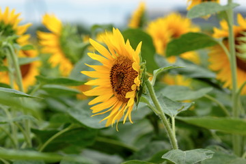 It has become the best time to see sunflowers.