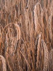 Fototapeta premium ears of wheat