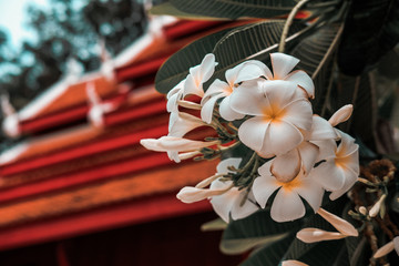 white plumeria frangipani flower