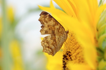 Sunflower and butterfly