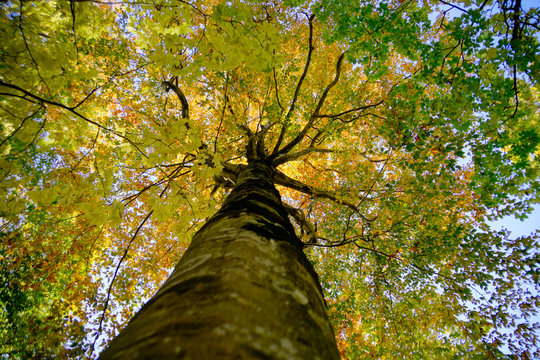 1 792 Best 白神山地images Stock Photos Vectors Adobe Stock