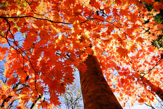 1 792 Best 白神山地images Stock Photos Vectors Adobe Stock