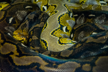 Reticulated Python in the jungle
