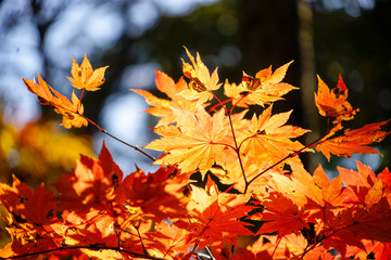 世界遺産白神山地の赤く紅葉したカエデ