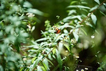 Summer forest in the afternoon. Textures and backgrounds