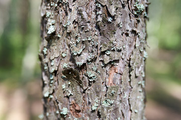 Summer forest in the afternoon. Textures and backgrounds