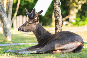 Deer in the jungle .