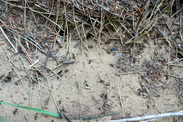 Summer forest in the afternoon. Textures and backgrounds