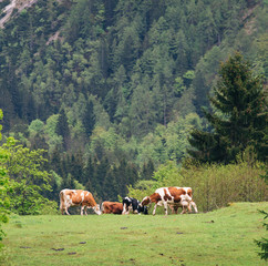 Fototapeta na wymiar Cows grazing on meadow in Alps