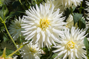 chrysanthemum flower open in the garden