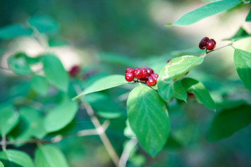 Summer forest in the afternoon. Textures and backgrounds