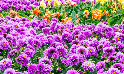 Purple flowers in a formal garden in Budapest in a cloudy day.