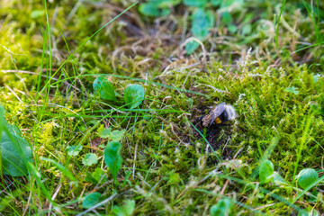 a bumble-bee queen with mites on her back