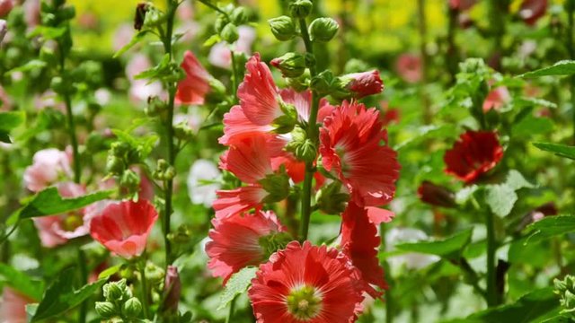The colorful of hollyhocks in summer season in the garden
