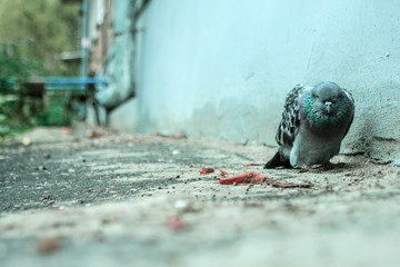 Close-up of one sad and sick pigeon dying in the city yard with depression and apathy atmosphere on soft focus background. Copy space and toned.