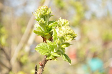 branch of a tree in spring