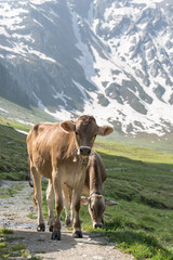Fototapeta na wymiar Idyllic summer landscape in the Swiss Alps with two brown cattles on hiking path and fresh green mountain pastures. Snow capped mountain tops in the background, nature travel background.