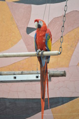 parrot