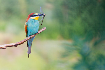 colorful bird with prey in its beak among the green