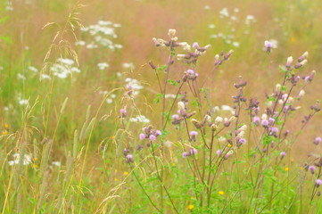 Thickets of field plants