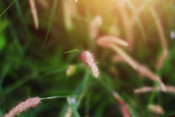 Soft Focus Beautiful grass flowers in natural sunlight Background