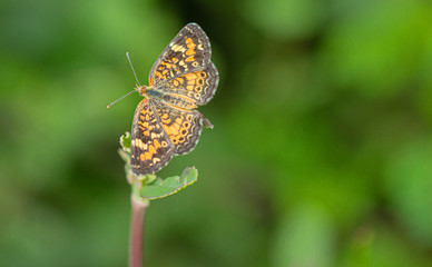 Phaon Crescent on Frog Fruit Flower, Seminole, Florida