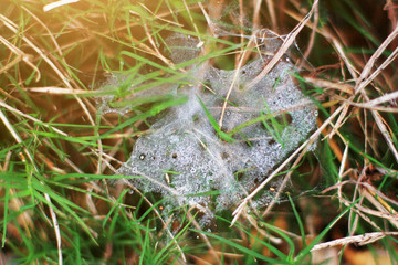 Beautiful Dew on the spider web on grass