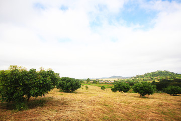 Landscape of Grassland and horticulture on mountain in Thailand