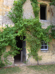 Fototapeta na wymiar vigne grimpante sur maison en pierres ancienne