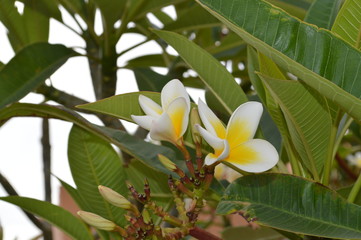 tropical flower on tree