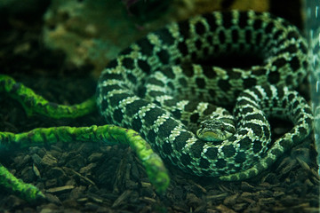 Western Hognose snake in the jungle