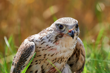 Falcon feeds on the flesh of the captured bird.