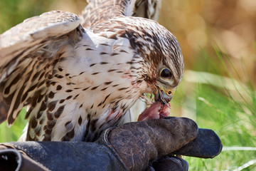 Falcon feeds on the flesh of the captured bird.
