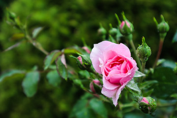 Soft focus on opening pink rose Bonica with buds and dew drops in the garden. Perfect for background of greeting cards for birthday, Valentine's Day and Mother's Day
