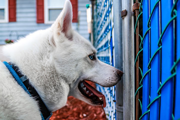 White Husky Dog Looking through blue fence