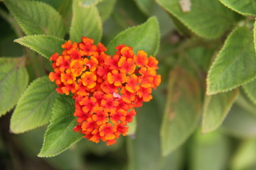 red flower in garden