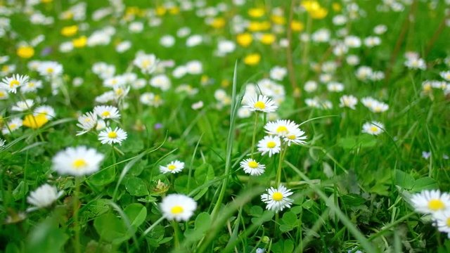 Amazing white flowers on summer meadow. Nature background. UHD 4k video