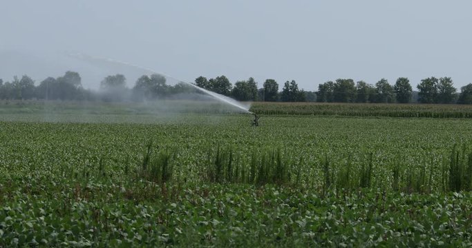 Irrigazione di un campo coltivato