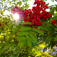  red rowan berries
