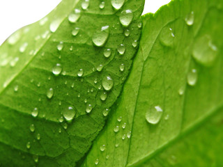 Green leave after the rain, with fresh water drops