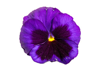 Pansy flower isolated in white