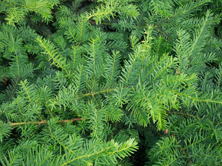 Background of coniferous green spruce branches close up. Christmas tree branches top view background.