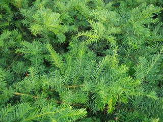Background of coniferous green spruce branches close up. Christmas tree branches top view background.