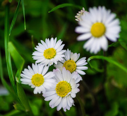 Fototapeta premium Beautiful chamomile flowers. Chamomile flower field. Chamomile in the nature. Flowering. Blooming chamomile field. Chamomile flowers on a meadow in summer. Selective focus