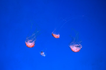 Beautiful Jellyfish swimming in aquarium